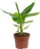 Bananenpflanze - Musa tropicana - Höhe ca. 30 cm, Topf-Ø 12 Produktbild-Vorschau 3