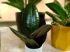 Gardners Ficus elastica Abidjan, priemer 12 cm Náhľad obrázku produktu 2