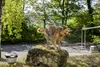 Kärcher Waschbürste Haustier Produktbild-Vorschau 4