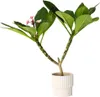 Frangipanier hawaii - Plumeria rubra 'Rose' - Hauteur Voir les images du produit 5