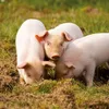 Wandkalender 2027 Schweinchen / Piggies 30x30 cm mit Extra Produktbild-Vorschau 10
