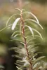 Hippophae rhamnoides, Sanddorn, 60–100 cm Produktbild-Vorschau 3