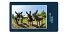 hansepuzzle 14623 - Esel Puzzle, 1000 Teile, Tierwelt, 60,0 Produktbild-Vorschau 1