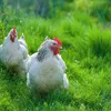 Frische Eier Freilandeier direkt vom Bauernhof Größe M Produktbild-Vorschau 7