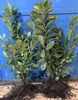 Prunus laurocerasus Novita Kirschlorbeer Hecke  50-70cm 1 Produktbild-Vorschau 2
