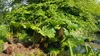 Gunnera manicata / Rhubarbe géante du Brésil Voir les images du produit 1