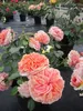 Nostalgie - Edelrose - Rosa Chippendale® - dunkelorange - Produktbild-Vorschau 2