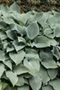 Hosta x fortunei 'Stenantha', Funkie, grün, ca. 11x11 cm Produktbild-Vorschau 6