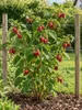 Lampone 'Tulameen' 50–70 cm – Rubus idaeus. Lampone estivo, Anteprima dell’immagine prodotto 1