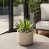 Agave lophanta quadricolor - bijzondere Agave - Productafbeelding-voorbeeld 2
