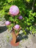 Edelrost Glasblume Ferrum, rosa-lila Kugeln Produktbild-Vorschau 2