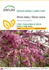 SAFLAX - Strom lásky / Strom srdca - Cercis siliquastrum - Náhľad obrázku produktu 1