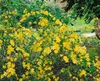 Kerria japonica 'Golden Guinea', Ranunkelstrauch, gelb, Produktbild-Vorschau 1