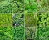 Kräuter-Set (12 Sorten) | Kräutersamen von FLORTUS Produktbild-Vorschau 7