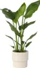 Oiseau de paradis - Strelitzia nicolai - Hauteur 55-70cm - Voir les images du produit 7