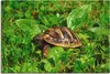 ARTland Leinwandbild Griechische Landschildkröten Baby Produktbild-Vorschau 1