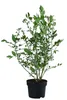 Dehner Heidelbeere Bluecrop, aromatische dickbauchige Produktbild-Vorschau 2