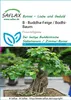 SAFLAX - Figa Budhu / Strom Bodhi - Ficus religiosa - 100 Náhľad obrázku produktu 6