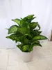 [Palmenlager] XL Dieffenbachia Tropic Snow 100 cm- Pot 21 Produktbild-Vorschau 1