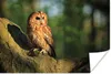 MuchoWow® Poster Sonnenstrahlen auf einem braunen Waldkauz Produktbild-Vorschau 1