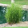 Stauden Gänge 5 x Miscanthus sinensis 'Strictus' im 1 Liter Produktbild-Vorschau 6