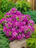 Rhododendron obt. 'Königstein', lila Blüten, 30–40 cm Produktbild-Vorschau 15