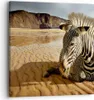 Bild auf Leinwand - Leinwandbild - Zebra Strand Landschaft Produktbild-Vorschau 1