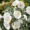2 x Silberwinde - Convolvulus cneorum | 25-30 cm en Voir les images du produit 2