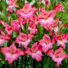 Bulbes de gladiole - 50 bulbes de fleurs - Mélange "Nanus" Voir les images du produit 3
