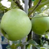 Zuccalmaglio Renette Winterapfel Buschbaum Topfballen M7 Produktbild-Vorschau 1