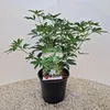 Choisya Greenfingers ('LISSFING'PBR) - Orangenblume | 40-50 Produktbild-Vorschau 3