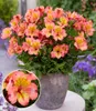 BALDUR Garten Winterharte Alstromeria Incalys® 'Salmon',1 Produktbild-Vorschau 1