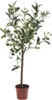 Emerald Künstlicher Mini Olivenbaum 65 cm Produktbild-Vorschau 2