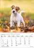 Korsch Kalender 2027: Hunde – Mit wechselnden Tiermotiven Produktbild-Vorschau 14