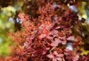 Cotinus coggygria 'Royal Purple', Perückenstrauch, Produktbild-Vorschau 4