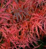 Fächerahorn ´GARNET´ 60-70 cm, Cont. 3 l Produktbild-Vorschau 6