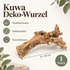 Kuwa Deko-Wurzel 25-30 oder 40-50 cm Maulbeerbaum Morus Produktbild-Vorschau 2