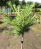 Mélèze bleu du Japon larix Kämpferi Blue Dwarf Haute tige Voir les images du produit 1