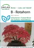 SAFLAX  - Acero rosso  - 20 semi - Acer Anteprima dell’immagine prodotto 5