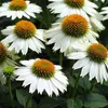 6 x échinacée  - Echinacea purp 'Pow Wow White'  | Pot 9 cm Voir les images du produit 1