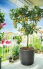 XL Pflanzkübel „Millennium“ Ø43xH54 cm - 48L - Anthrazit - Produktbild-Vorschau 4