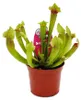 Trubkovitá rostlina - Sarracenia "Fiona" - Masožravá Náhled obrázku produktu 1