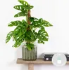 Bloomique - Monstera Adansonii avec tuteur - Plante 'Monkey Voir les images du produit 2