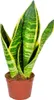 Bloomique - Sansevieria 'Superba' par unité - Plante Voir les images du produit 1