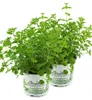 Enseleits 2er Set Oregano, frische Küchenkräuter Pflanze Produktbild-Vorschau 1