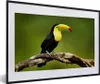 MuchoWow® Gerahmtes Poster Vogel - Tukan - Regenbogen - Produktbild-Vorschau 1