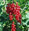 Johannisbeere ´ROLAN´ auf Stamm 60-70 cm, wurzelnackt Produktbild-Vorschau 2