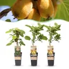 Actinidia Weiki & Golden Kiwi - Pianta di kiwi - 1 Maschio Anteprima dell’immagine prodotto 1