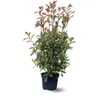 Photinia red robin - plantes de haies - ↕ 100-120 cm - ⌀ 22 Voir les images du produit 1