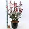 Photinia fraseri 'Carré Rouge' - Glanzmispel | 40-60 cm in Productafbeelding-voorbeeld 2